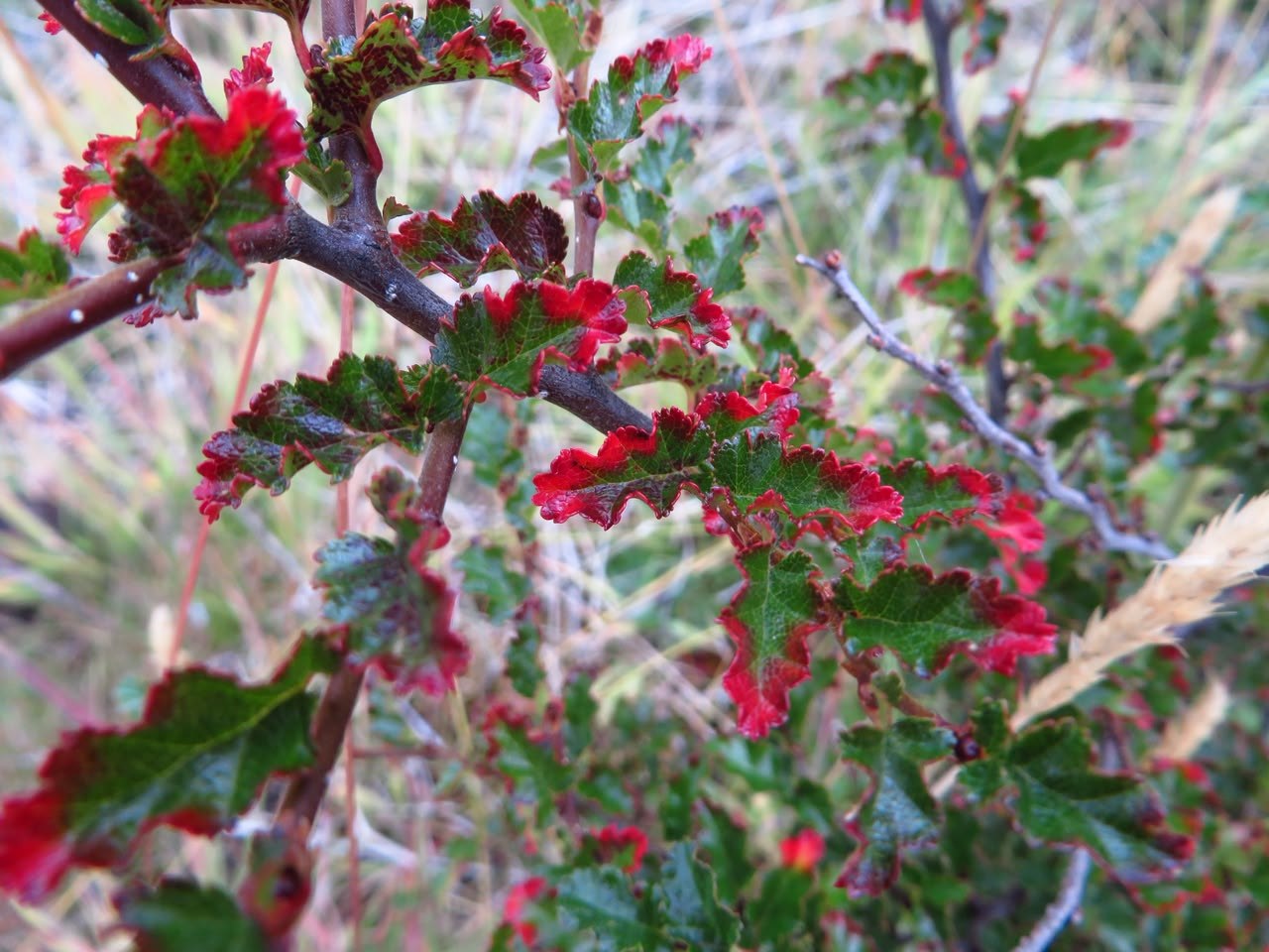 YA ESTÁ DISPONIBLE EL PRIMER CAPÍTULO DE LA GUÍA DE FLORA DE LAS ÁREAS NATURALES PROTEGIDAS